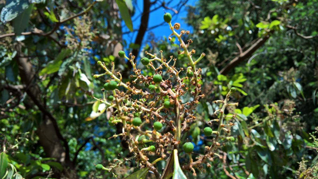 Madrone Berries