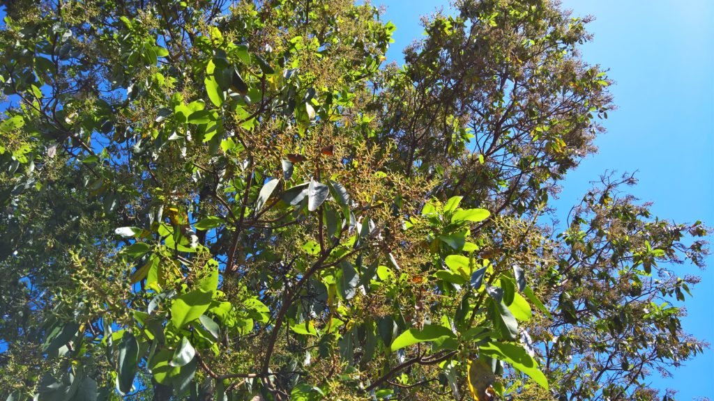Madrone Branches