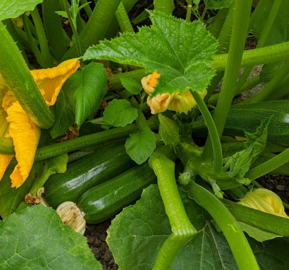 Three ripe zucchinis grow from a lush plant with several orange flowers