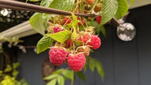 Ripe red raspberries hang from a branch suspended on decorative patio string lights. Wildfire smoke tints the scene red.