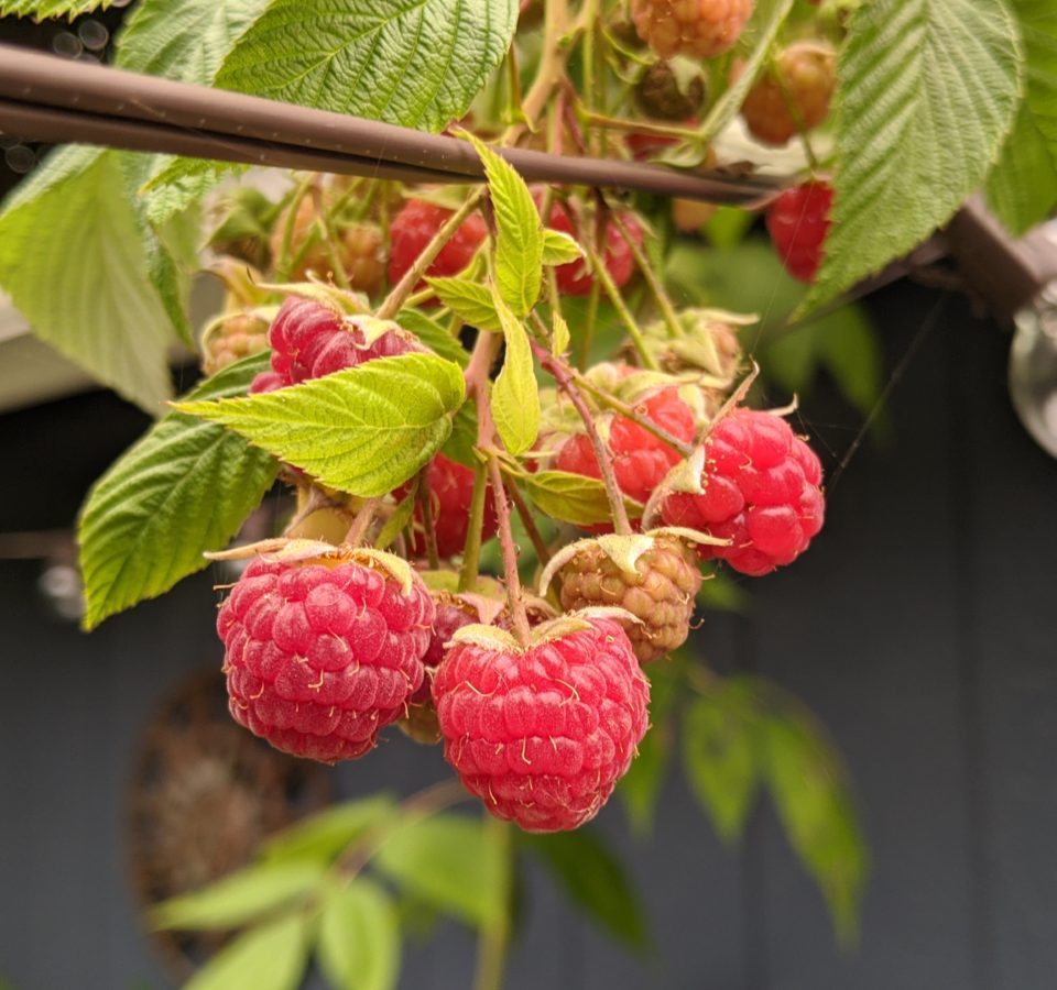 Ripe red raspberries hang from a branch suspended on decorative patio string lights. Wildfire smoke tints the scene red.