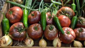 Freshly-harvested white onions, Purple Cherokee tomatoes, and jalapeno peppers in a garden basket.