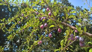 Bright sunlight illuminates a branch of ripe plums on the tree, in front of a towering backdrop of dark-leaved oak trees.