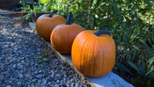 Three freshly-harvested pumpkins sit on a concrete curb between a gravel pathway and a backdrop of green plants.