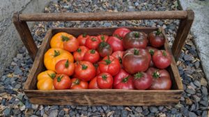 A wooden basket sitting on a gravel pathway is filled with a rainbow of heirloom tomatoes, from Dr. Wychee's Yellow to Purple Cherokee.