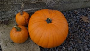 One medium and two small orange freshly-harvested pumpkins sit on a concrete and gravel pathway in front of a concrete wall.