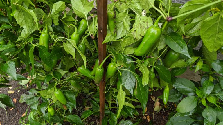 Dozens of rain-soaked green Jalapeno peppers grow on a plant supported by a wooden stake.