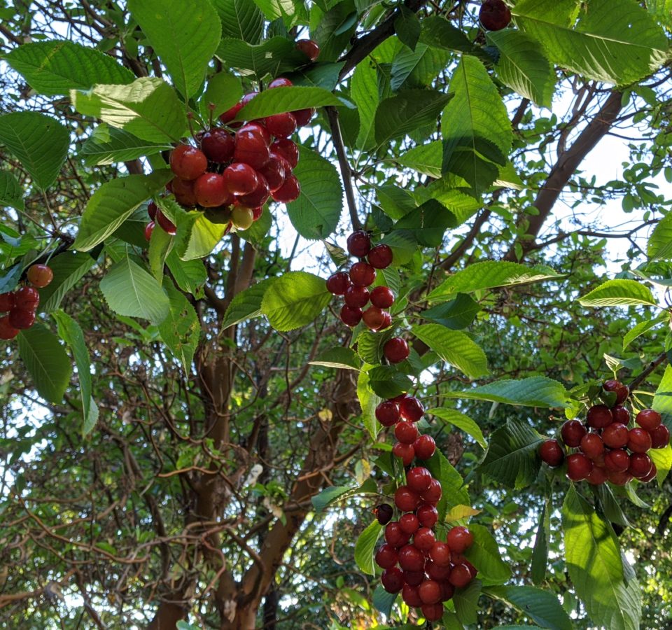 A zigzag of leafy branches is adorned with clusters of ripe red cherries.