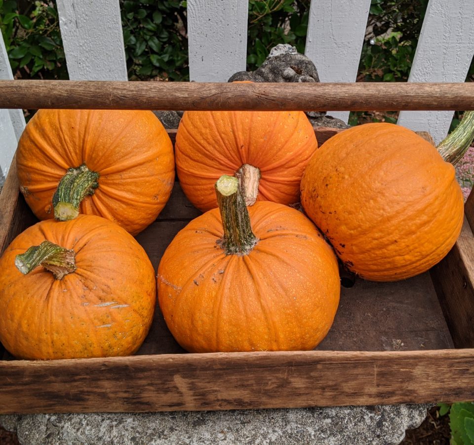 Five small round pumpkins fill a wooden basket in front of a white picket fence.