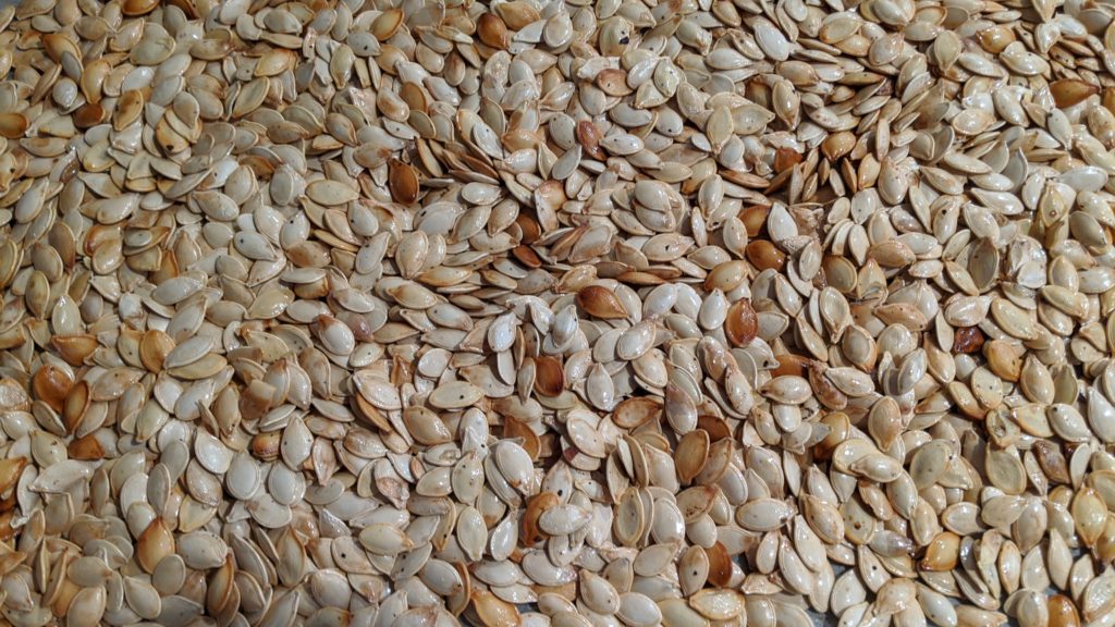 A sea of freshly-roasted pumpkin seeds
