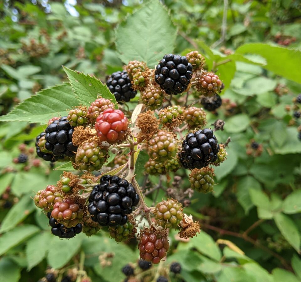 A bunch of blackberries on the vine features varying levels of ripeness, including seven plump, ripe black berries.