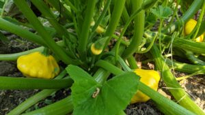 Several bright yellow pattypan squash grow from thick green vines of a robust plant.