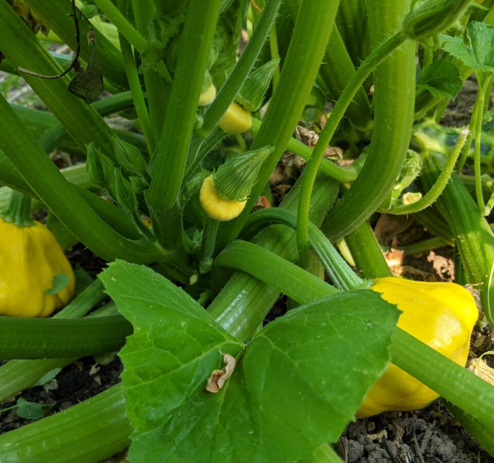 Several bright yellow pattypan squash grow from thick green vines of a robust plant.