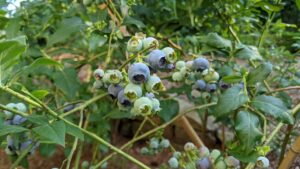 Ripening blueberries adorn a crisscross of branches.