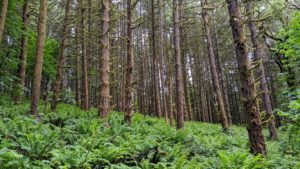 A dense vertical array of Douglas Fir tree trunks rises from a sea of sword ferns.
